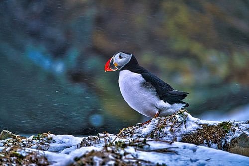 Puffin in a snowstorm