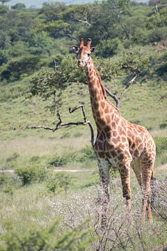 Giraffe in Zuid-Afrika van Kim de Groot