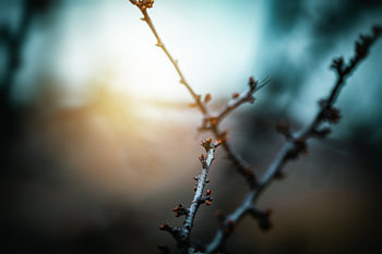 Spring buds in the warm morning light