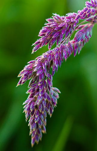 Dauw op bloeiend gras
