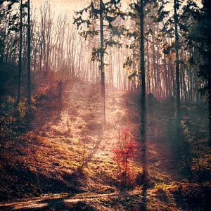 Kleiner roter Baum von Dirk Wüstenhagen