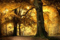 Coming Soon (Nederlands Herfst Bos)
