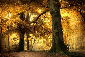 Coming Soon (Dutch Autumn Forest)