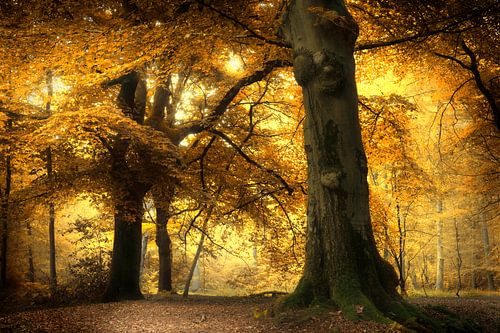 Coming Soon (Nederlands Herfst Bos)