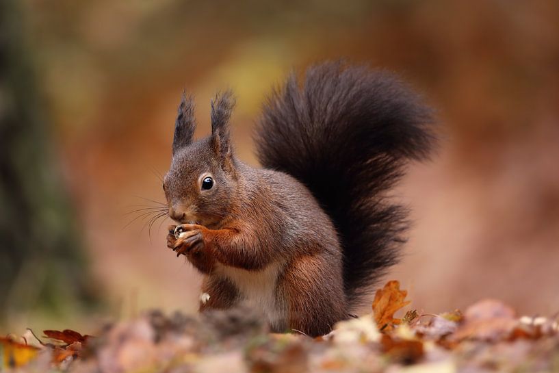 Neugierig!  von LHJB Photography