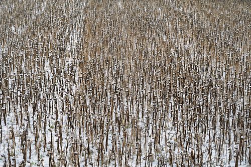 Sonnenblumen im Schnee
