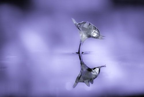 kleine bloem met druppel 1 kleur achtergrond