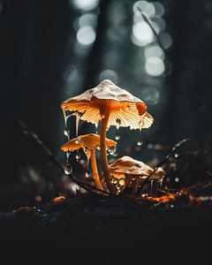 Makro von Pilzen