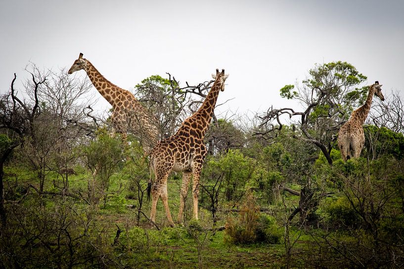 Giraffes in Zuid-Afrika van Marcel Alsemgeest