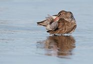 Plumeau (Tringa totanus) par Beschermingswerk voor aan uw muur Aperçu