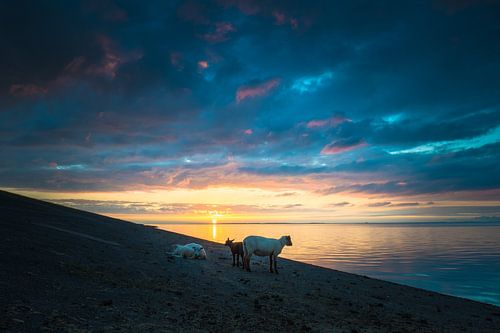 Zonsondergang met schapen op de dijk