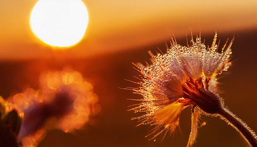 Planten met zonsondergang