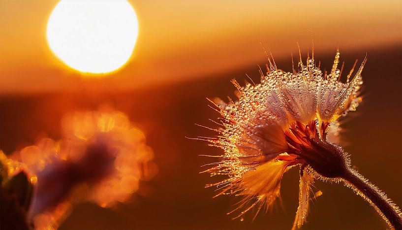 Plants with sunset by Mustafa Kurnaz