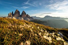 sweet fluffy flowers in front of the Three Peaks by Leo Schindzielorz