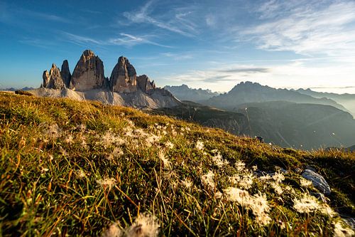 zoete pluizige bloemen voor de Three Peaks