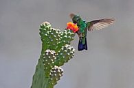 kolibrie van gea strucks thumbnail