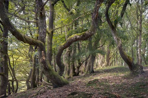 Ein alter Baum in einem ruhigen Wäldchen, Dänemark