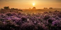 Gele zonsopkomst in een paarse wereld