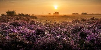 Gele zonsopkomst in een paarse wereld
