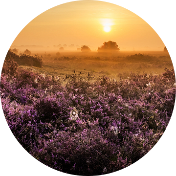 Gele zonsopkomst in een paarse wereld van Nando Harmsen