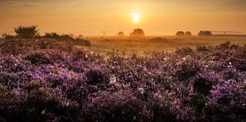 Yellow sunrise in a purple world by Nando Harmsen