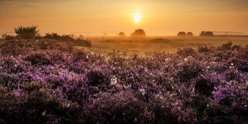 Gele zonsopkomst in een paarse wereld van Nando Harmsen