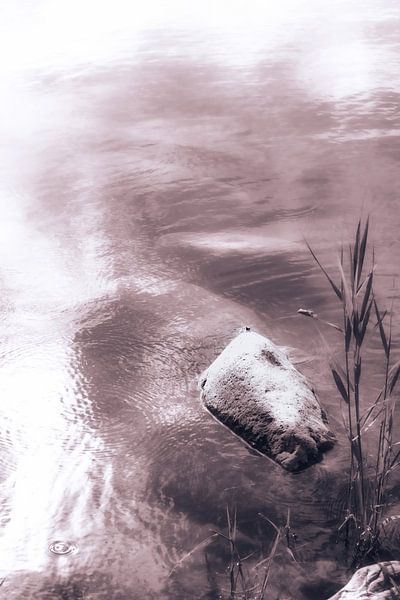 Reed and stone in the lake - Swimming against the current by Jakob Baranowski - Photography - Video - Photoshop