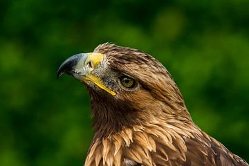 Bird of prey by Rob Smit