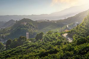 Eine Straße durch die Weinberge des Prosecco