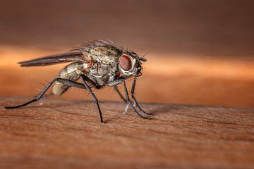 Housefly sur Thomas Heitz