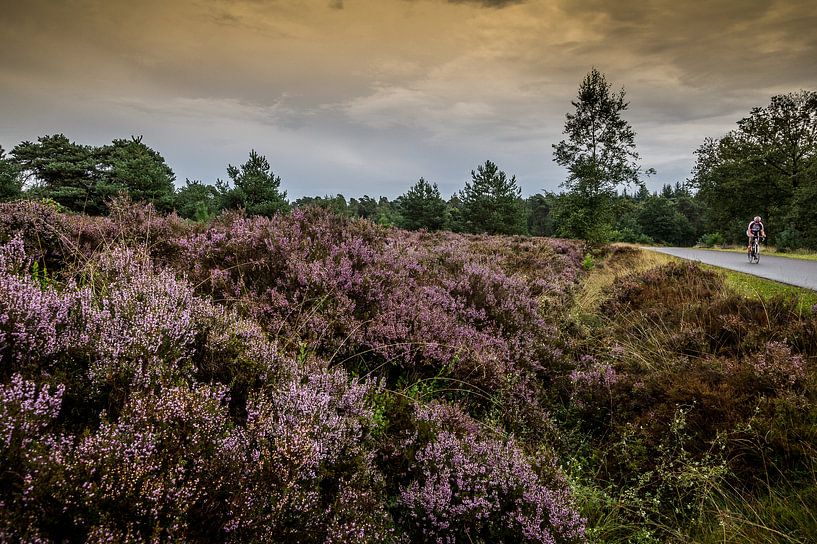 fietser geniet van de bloeiende heide op Holterberg par huub claessens