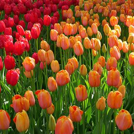 tulipes colorées sur Carola van Rooy