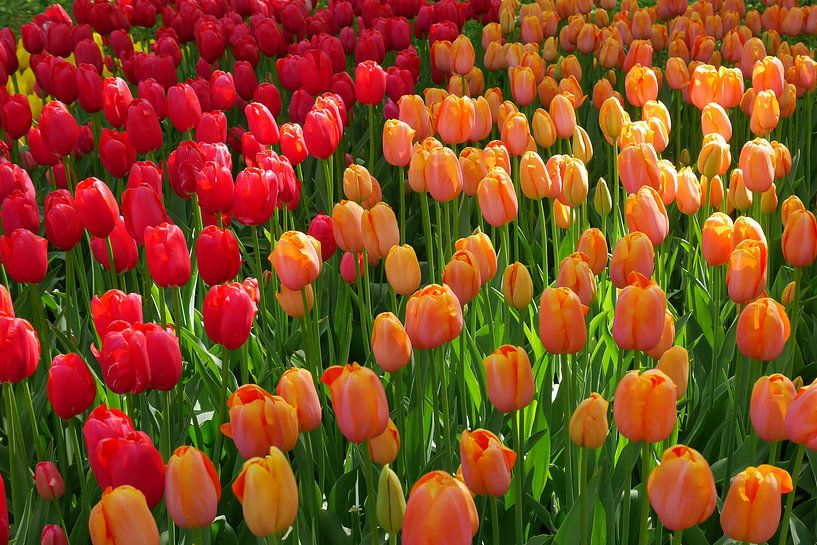 Tulpenpracht van Carola van Rooy