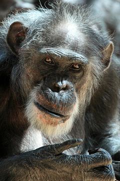 Een chimpansee van Jolanta Mayerberg