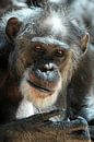 Een chimpansee van Jolanta Mayerberg thumbnail