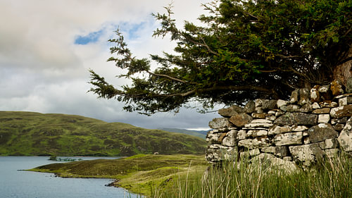 Vom Wind geformter Baum an einer alten Steinmauer – Schottische Highlands von Saranda in t Veld Fotografie