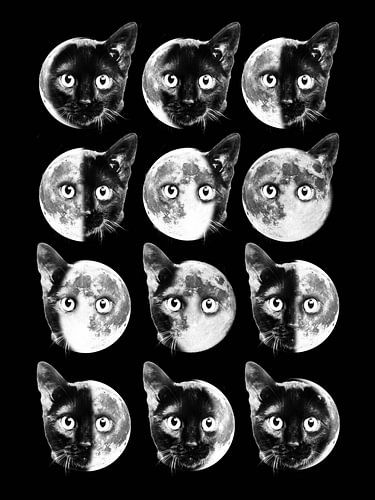 Katze Mondphasen