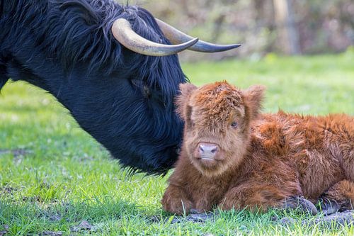 Newborn brown scottish highlander calf with head of black cow with horns