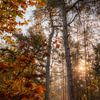 Zondsopkomst in het bos tijdens herfst seizon. (Panbos in de provincie Utrecht) van Jolanda Aalbers