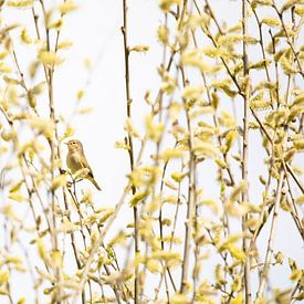 Zilpzalp begrüßt den Frühling von Thomas Thiemann