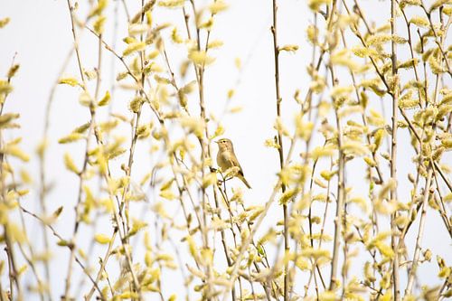 Tjiftjaf Verwelkomt de Lente