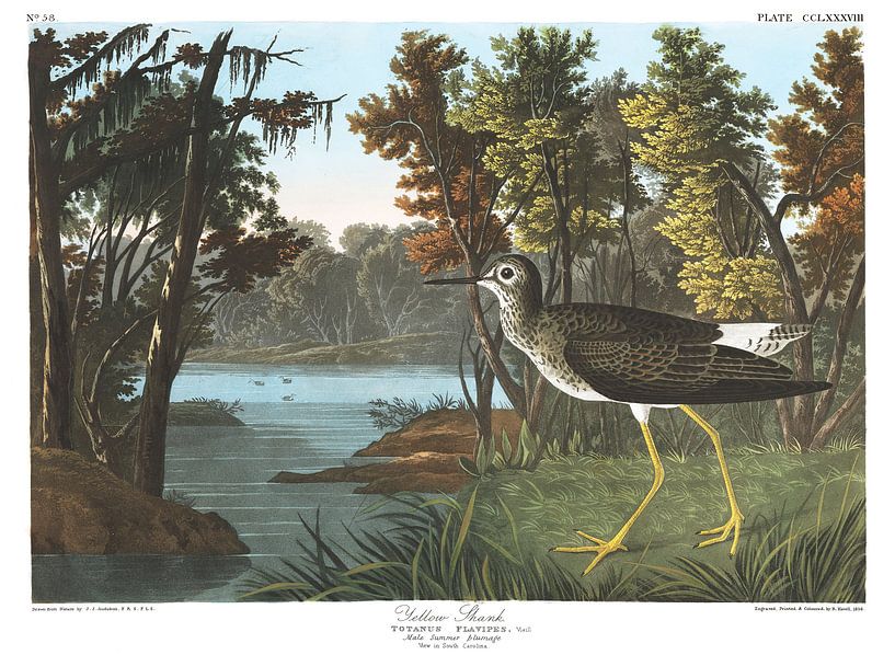 Petit Chevalier par Birds of America