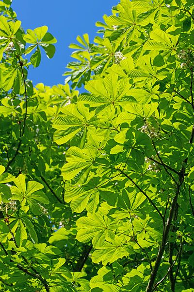 Chestnut leaves by Michael Schuppich