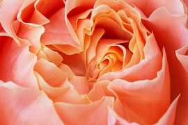 Im Inneren einer Rose von Ilya Korzelius