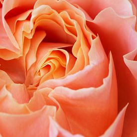 Inside a rose van Ilya Korzelius