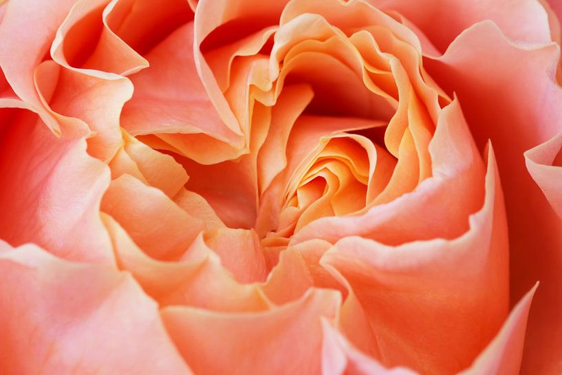 Im Inneren einer Rose von Ilya Korzelius