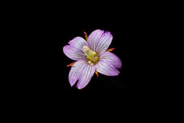 Mountain hogweed in low key by Lex van der Putten