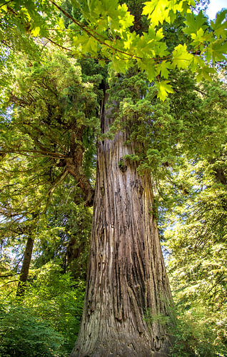 Boom, Tree
