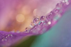 Abstrakter Frühling: Der Frühling steht vor der Tür! von Marjolijn van den Berg