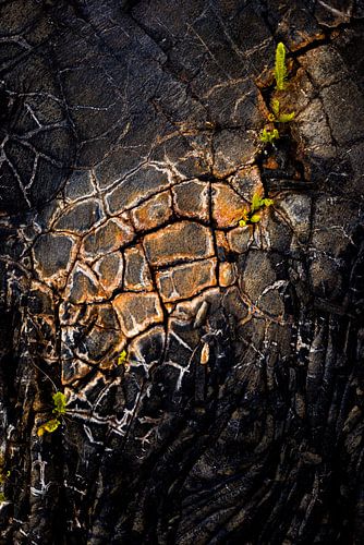 Hiding in the cracks